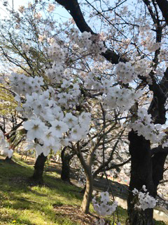 “サクラ” サクラ