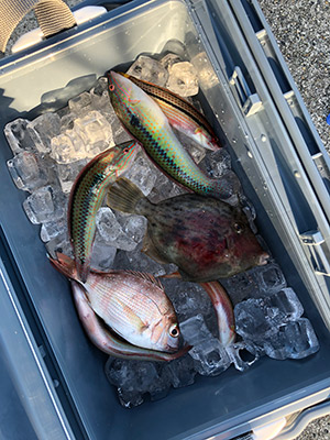 同期が釣った魚たち。羨ましい 同期が釣った魚たち。羨ましい