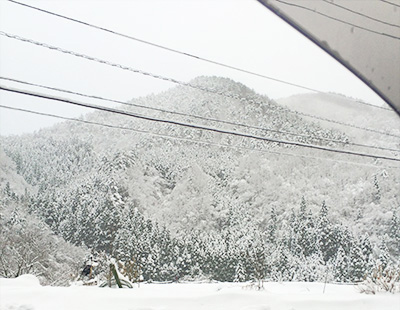 真っ白になった裏山 真っ白になった裏山