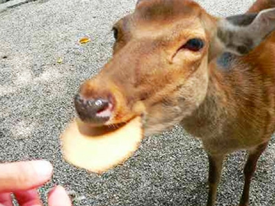 奈良公園の鹿 奈良公園の鹿