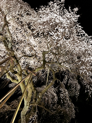 奥山田しだれ桜です 奥山田しだれ桜です