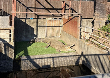 No.57「100日後には絶対死なないワニ」