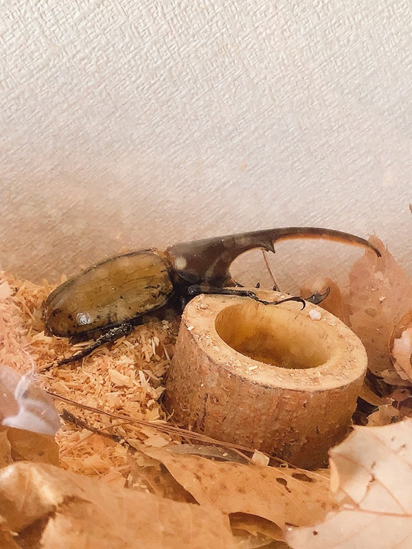 新たにフェニックスの仲間になりました。 新たにフェニックスの仲間になりました。