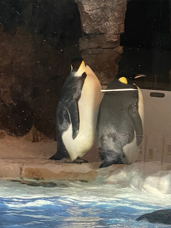 大きなペンギン