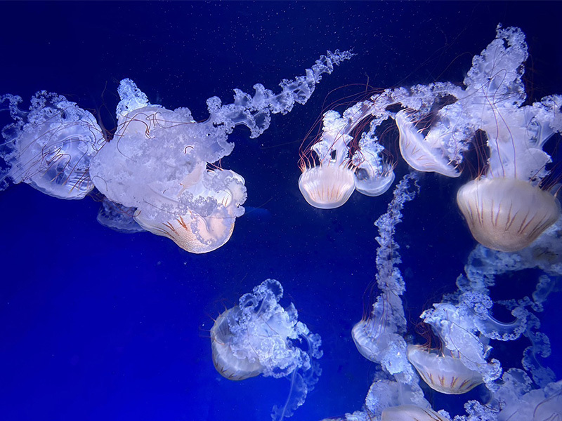 江ノ島水族館 江ノ島水族館