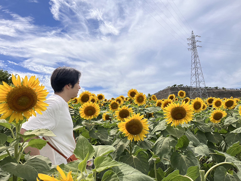 自分の背丈と同じひまわり畑 自分の背丈と同じひまわり畑